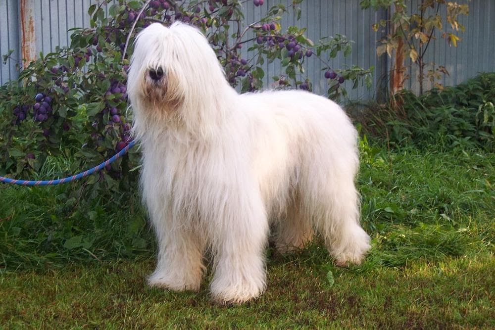 Большие белые собаки (25 пород): список, популярные, редкие, с фото и описанием