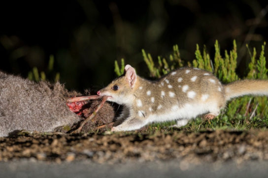 Чем питаются сумчатый куницы