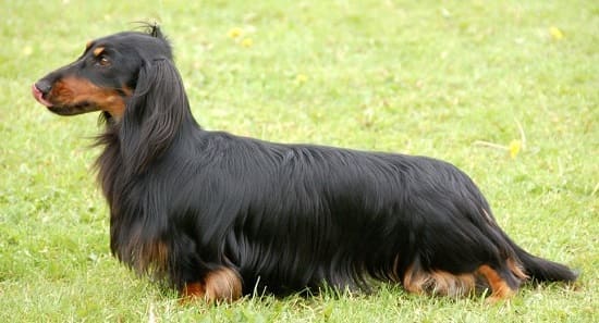 Стандартные длинношерстные таксы Стандартные длинношерстные таксы