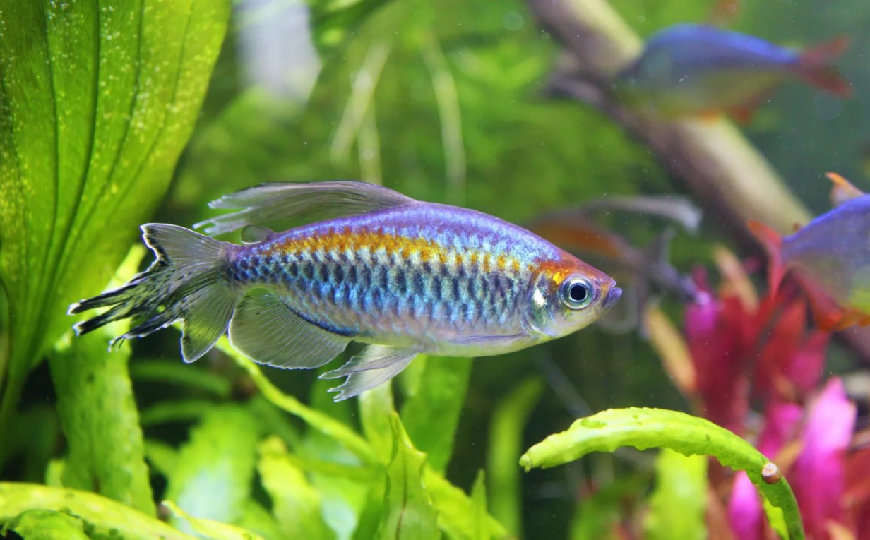 Самые яркие аквариумные рыбки: топ 10 с названиями и фото