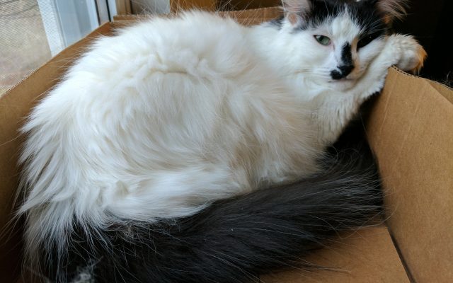 Турецкий ван: описание породы кошек, характер, особенности содержания