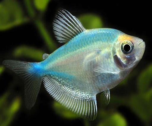 Тернеция красная: уход, содержание, размножение, совместимость, корм