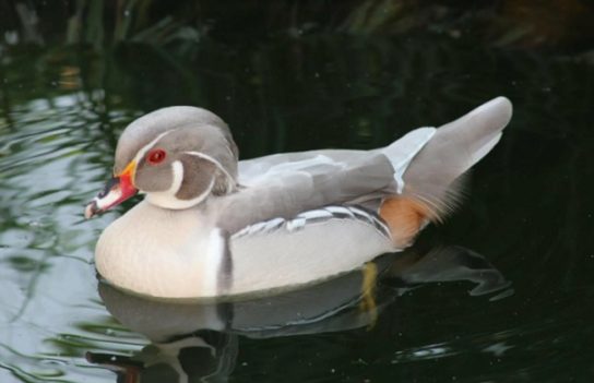 Утка мандаринка занесена в Красную книгу Утка мандаринка в Красной книге