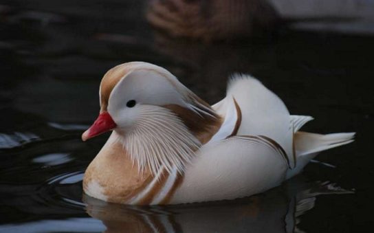 Численность утки мандаринка Охранный статус утки мандаринки