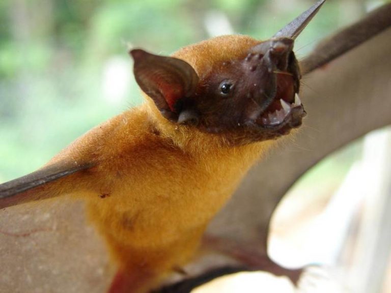 Отличный клип с зайцем Отличный клип с зайцем