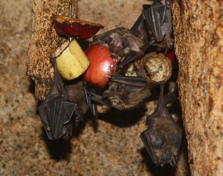 еда для летучих мышей еда для летучих мышей