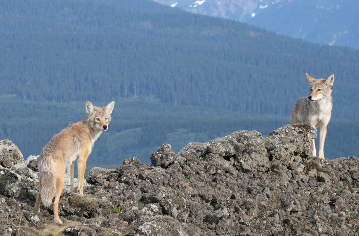 Среда обитания койота Среда обитания койота
