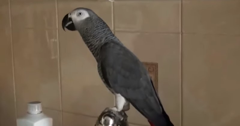 Домашние попугаи: виды, породы