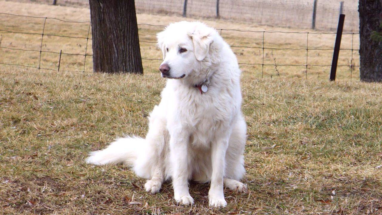 Большие белые собаки (25 пород): список, популярные, редкие, с фото и описанием