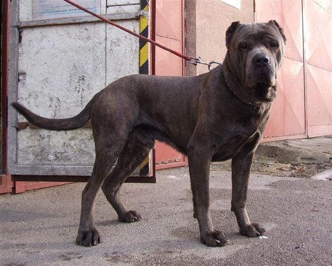 История возникновения породы