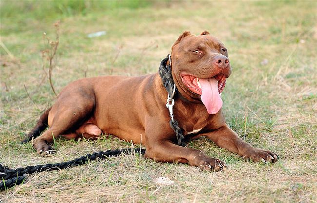 Интересные факты об американских бандогах