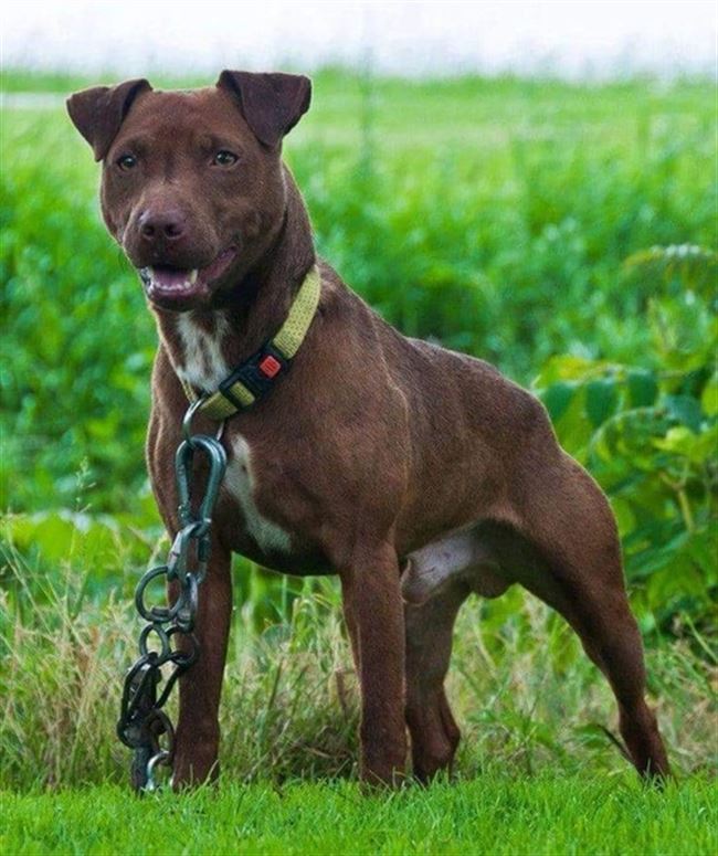 Характер паттердейл терьера