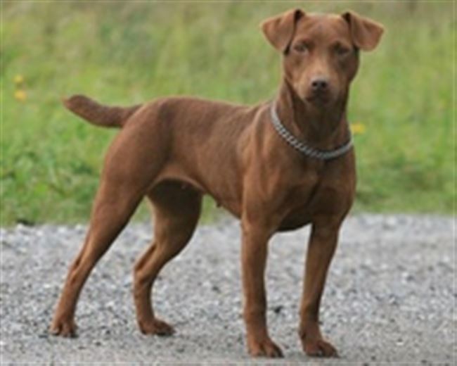 Плюсы и минусы породы