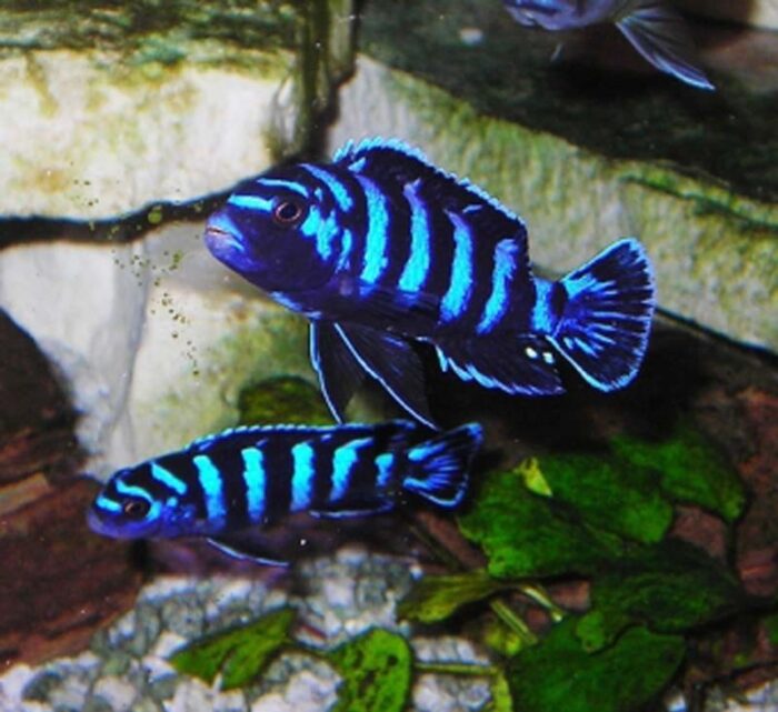 Псевдотрофеус демасони