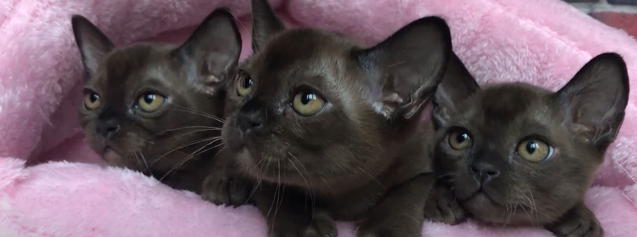 Бурманская кошка: описание и характер породы