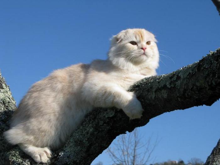 Шотландская вислоухая длинношерстная кошка (Хайленд фолд): описание породы, достоинства и недостатки, внешность и окрас, характер, здоровье