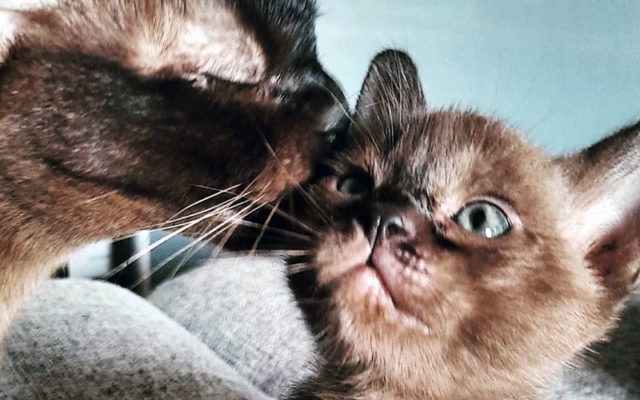 Кошка бурма: описание породы, характер коричневого кота, выбор котёнка, уход за питомцем и содержание