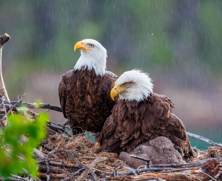 Все о белоголовом орле: описание, поведение в природе, интересные факты
