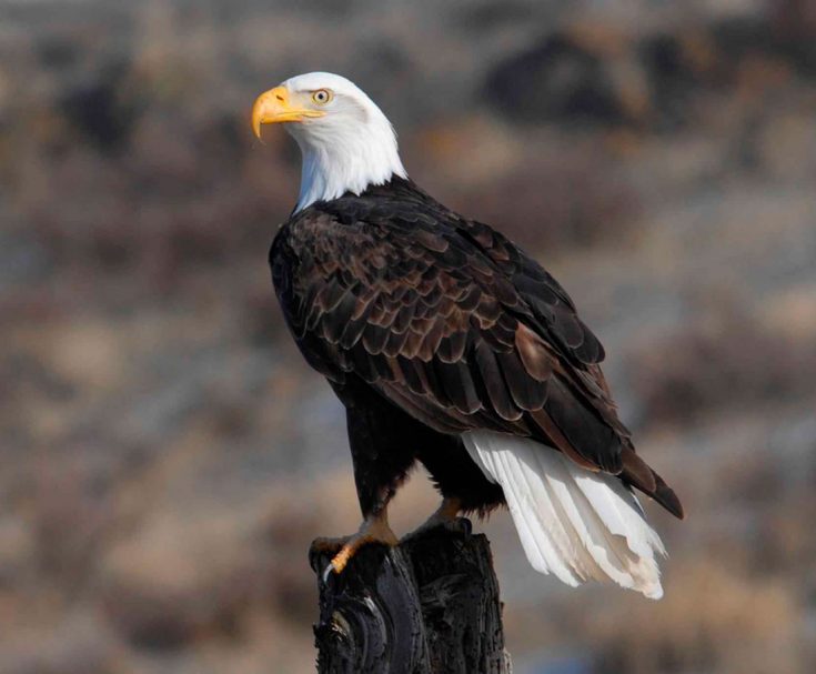Все о белоголовом орле: описание, поведение в природе, интересные факты