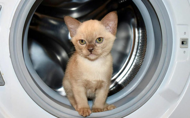 Кошка бурма: описание породы, характер коричневого кота, выбор котёнка, уход за питомцем и содержание