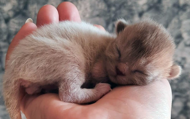 Кошка бурма: описание породы, характер коричневого кота, выбор котёнка, уход за питомцем и содержание