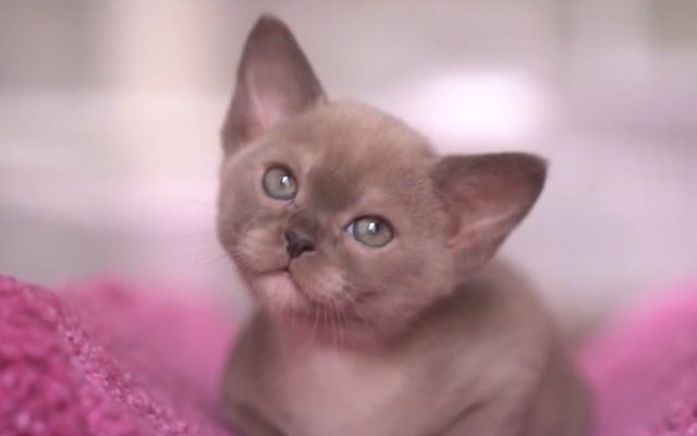 Кошка бурма: описание породы, характер коричневого кота, выбор котёнка, уход за питомцем и содержание