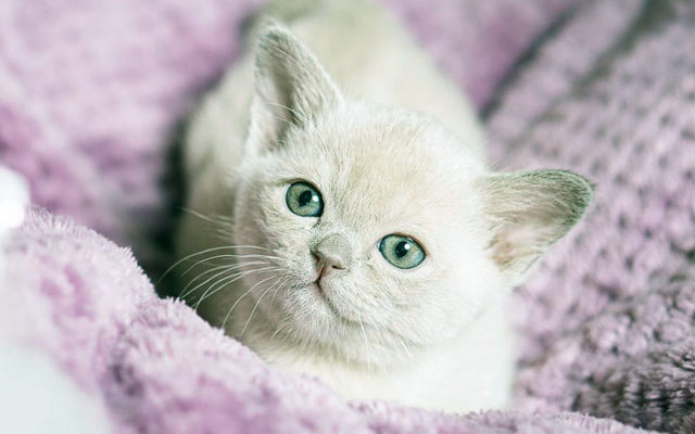 Кошка бурма: описание породы, характер коричневого кота, выбор котёнка, уход за питомцем и содержание