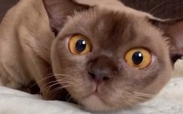 Кошка бурма: описание породы, характер коричневого кота, выбор котёнка, уход за питомцем и содержание