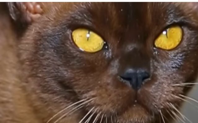 Кошка бурма: описание породы, характер коричневого кота, выбор котёнка, уход за питомцем и содержание