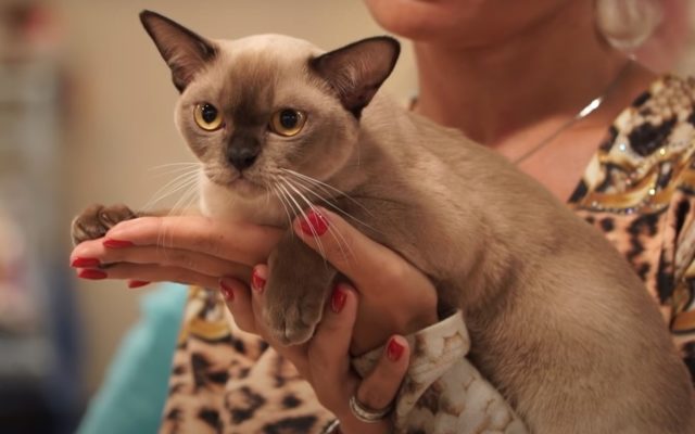 Кошка бурма: описание породы, характер коричневого кота, выбор котёнка, уход за питомцем и содержание