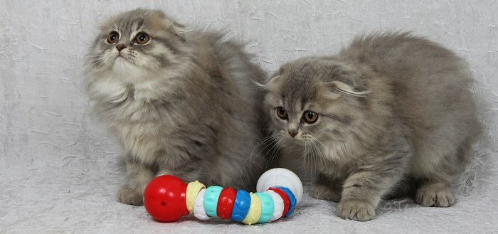 Шотландская вислоухая длинношерстная кошка (Хайленд фолд): описание породы, достоинства и недостатки, внешность и окрас, характер, здоровье