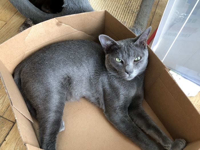 Кошка корат: описание, рост, характер и интересный факты