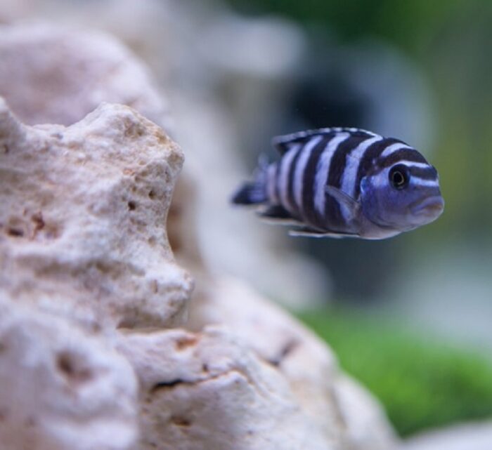 Псевдотрофеус демасони