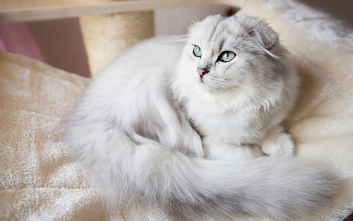 Шотландская вислоухая длинношерстная кошка (Хайленд фолд): описание породы, достоинства и недостатки, внешность и окрас, характер, здоровье