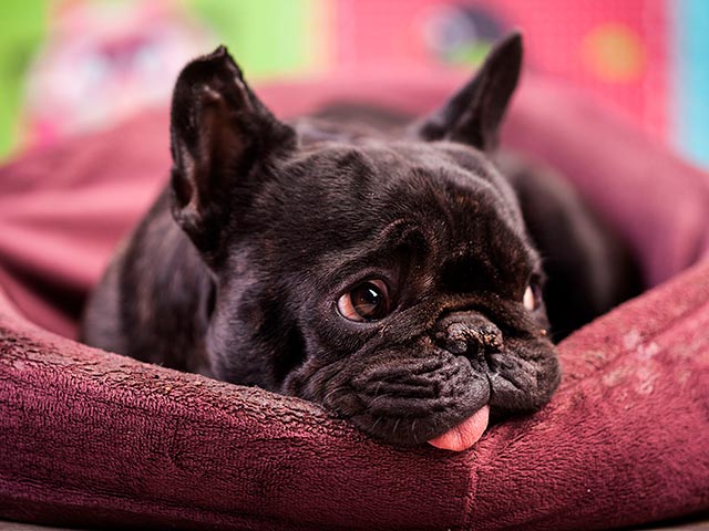 Французский бульдог в квартире Фото