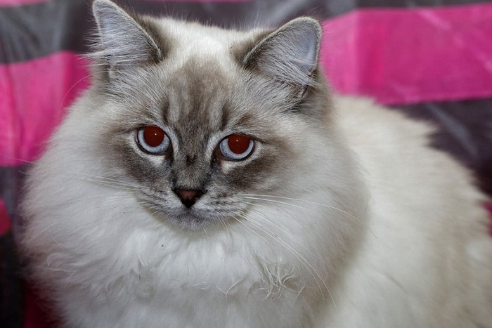 Порода кошек рагамаффин: стандарт, особенности ухода