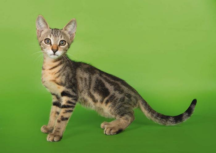 Сококе: описание породы, характер кошки, советы по содержанию и уходу