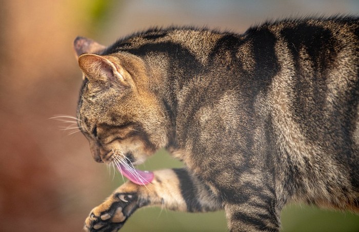 Сококе: описание породы, характер кошки, советы по содержанию и уходу