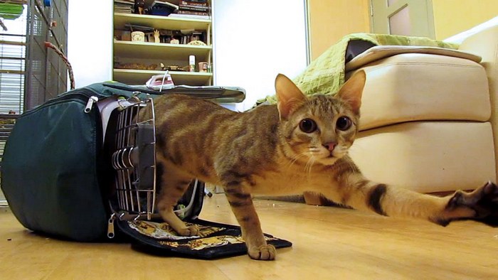 Сококе: описание породы, характер кошки, советы по содержанию и уходу