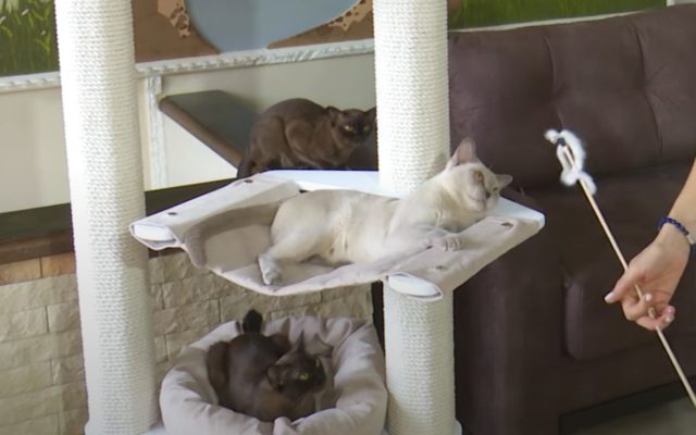 Кошка бурма: описание породы, характер коричневого кота, выбор котёнка, уход за питомцем и содержание