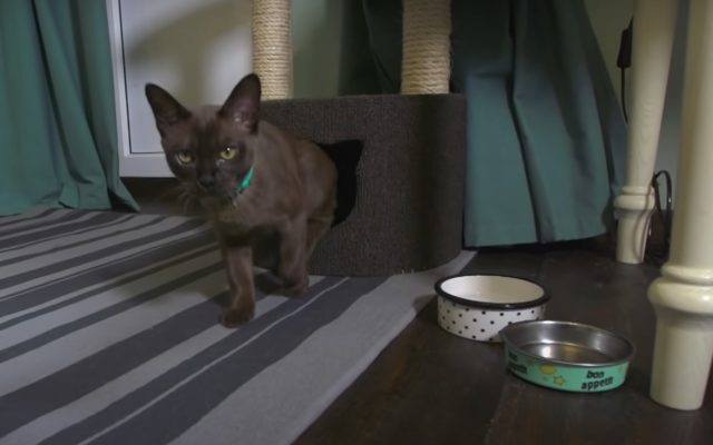 Кошка бурма: описание породы, характер коричневого кота, выбор котёнка, уход за питомцем и содержание