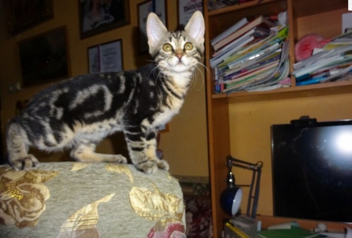 Сококе: описание породы, характер кошки, советы по содержанию и уходу