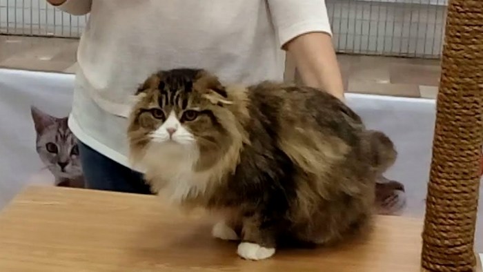 Шотландская вислоухая длинношерстная кошка (Хайленд фолд): описание породы, достоинства и недостатки, внешность и окрас, характер, здоровье