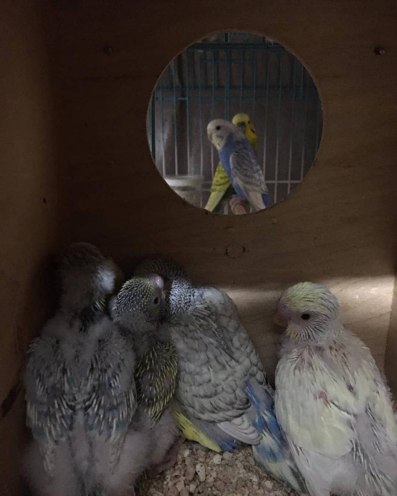 Попугай чех: описание породы