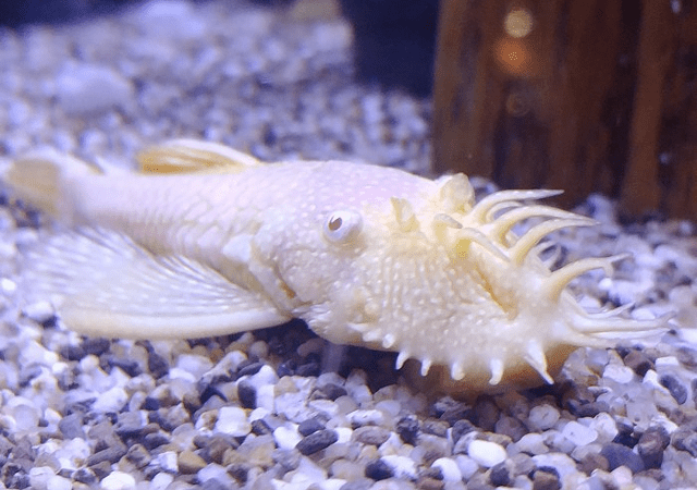 Анциструс альбинос