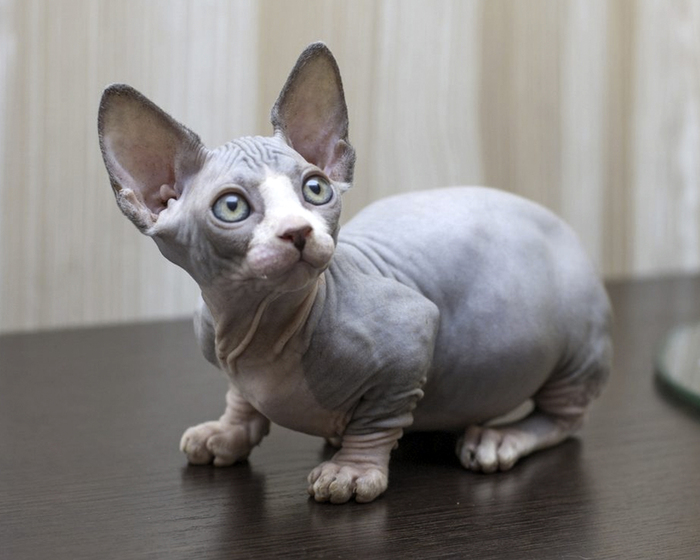 Лысые кошки