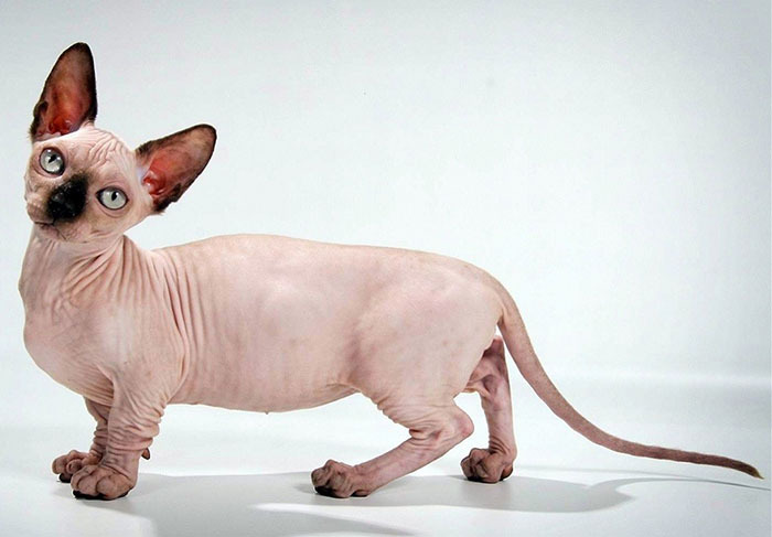 Лысые кошки