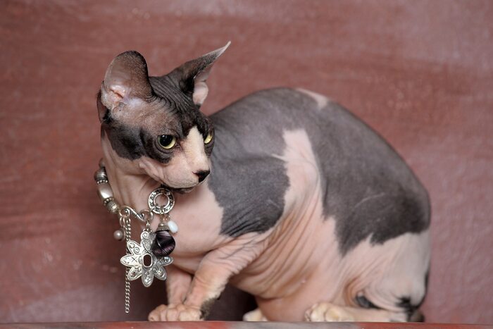 Лысые кошки