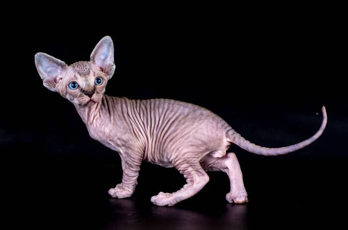 Лысые кошки