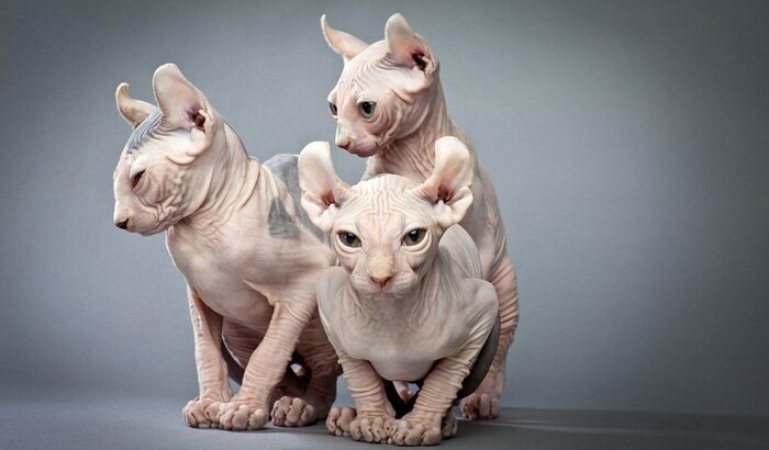 Лысые кошки